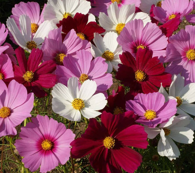 CYBEXIS LX-13 - Sensation Mix Cosmos Flower - (30 Seeds) Seed(30 per packet)