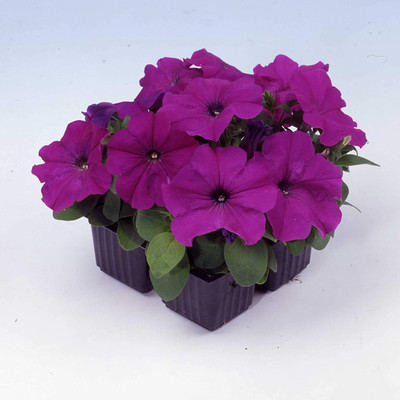 VibeX LX-47 - Petunia Multiflora Violet - (60 Seeds) Seed(60 per packet)