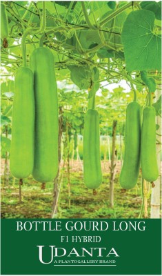 Udanta Lambi Lauki - Hybrid Bottle Gourd Long Seeds For Summer Season - 20 Seeds Pack Seed(1 per packet)