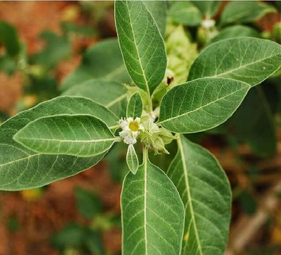 Aywal Ashwagandha Chetak Variety Herb Seed(45 per packet)