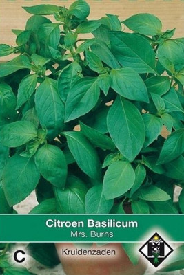 Qualtivate GBPUT-19 Mrs. Burns Lemon Basil Seeds Seed(1000 per packet)