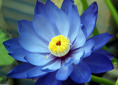 WILLVINE Lotus Flower Mixed Colour Seeds-[50 Seeds] Seed(50 per packet)