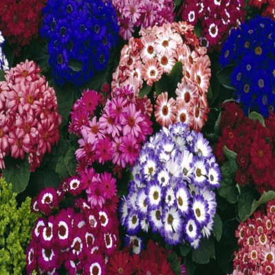 Epazo Cineraria Starlet Hybrid Flower Seed(44 per packet)