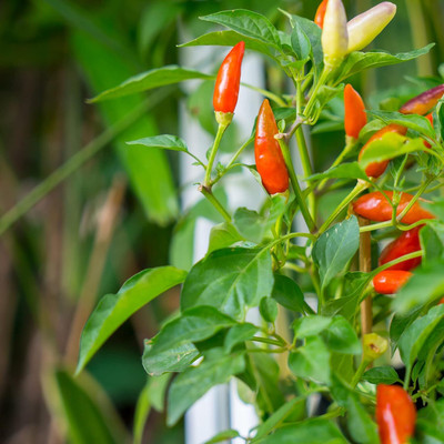 Biosnyg High Yield Demon Red Chilli Vegetable Seeds For Gardening-(4000 Seeds) Seed(4000 per packet)