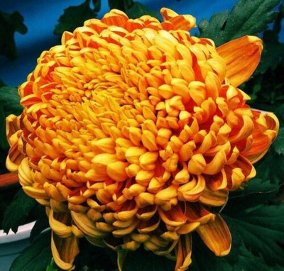 Liance Chrysanthemum Flowers Big Bloom Seed(100 per packet)