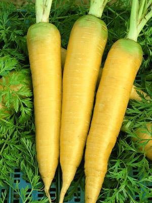 CYBEXIS Yellow Imported Carrot Variety4000 Seeds Seed(4000 per packet)