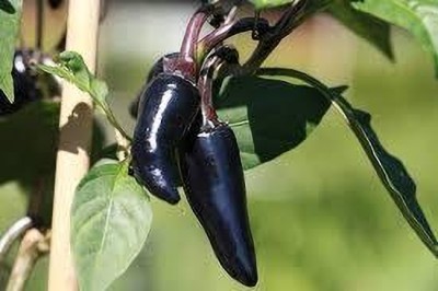 ibains Black chilli seeds Seed(310 per packet)