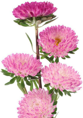 CYBEXIS Exotic Flower Seeds,Aster four seasons easy to plant mixed color Seed(50 per packet)