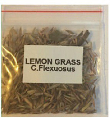 CYBEXIS LXI-39 - Lemon Grass - (250 Seeds) Seed(250 per packet)