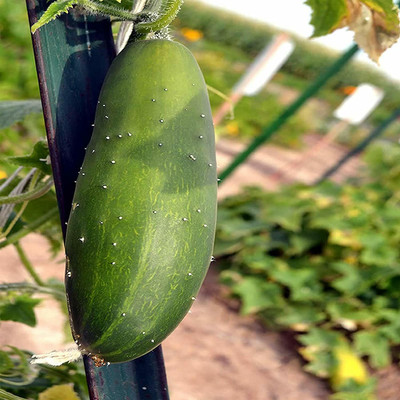 WHYGI Open Pollinated, Non-GMO, Farm & Vegetable Gardening Cucumber Seeds-CuC_605 Seed(100 per packet)