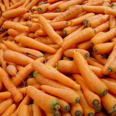 Quentova नारंगी गाजर Orange Carrot-10W-QLTY Seed(300 per packet)