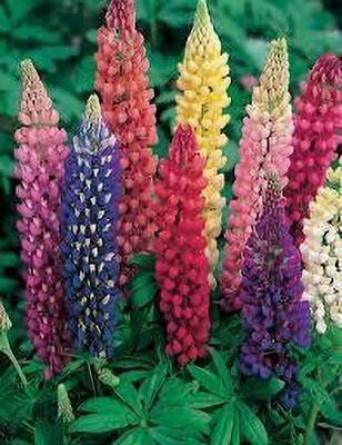 Aywal Lupin Pixie Dwarft Mixed Flower Seed(10 per packet)