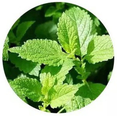 CEZIUS (MenthaPipreta) Peppermint Mentha pipertia Seed(105 per packet)