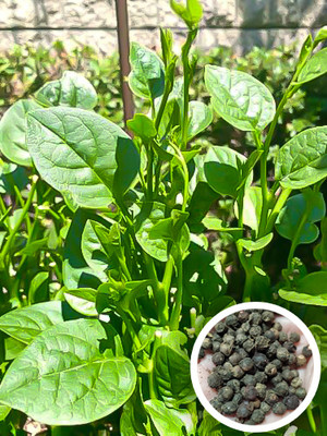 Seedsilk Store Poi Saag or Malabar Spinach Vegetable Seed(50 per packet)
