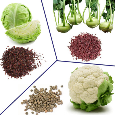 DIVINE CABBAGE Seed(60 per packet)