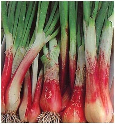 KNESSiN Dutch Scallion Spring Onion Seeds for Terrace Gardening-(2400 Seeds) Seed(2400 per packet)