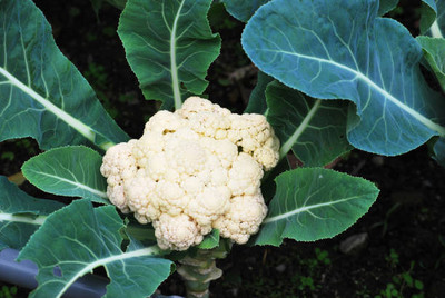 seedkart white cauliflower,gobhee seeds Seed(25 per packet)