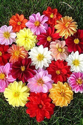 CYBEXIS Dahlia Seed(1 g)
