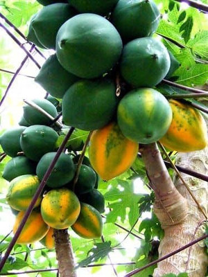 GOLU Hybrid Papiya Seeds Seed(50 per packet)