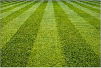 wequality planting bermuda grass from seed/Lawn Grass Seeds 3599 Seed(3599 per packet)