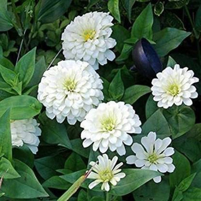 CYBEXIS ZINNIA POLAR BEAR WHITE( ELEGANCE DAHLIA FLOWERED) SEEDS Seed(25 per packet)