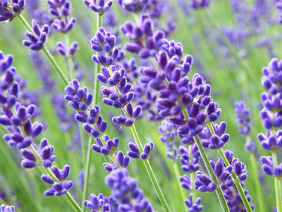 DIVINE ®EF- Mixed Color and Hybrid Flower Seeds -0A755 Seed(15 per packet)