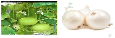 STOREFLIX bottle gourd round - onnion white Seed(300 per packet)