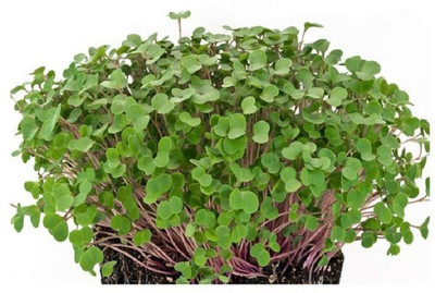 CYBEXIS RED KALE MICROGREEN SEEDS700 Seeds Seed(700 per packet)