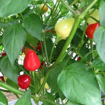 CYBEXIS Hardy Chilli Pepper - Spangles Seeds2400 Seeds Seed(2400 per packet)