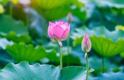 usdeer retail lotus,kamal gatta Seed(14 per packet)