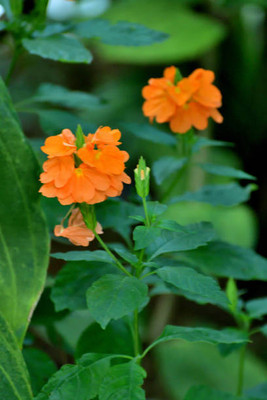 Dbbrothers kanakambaram-firecracker-crossandra Seed(39 per packet)