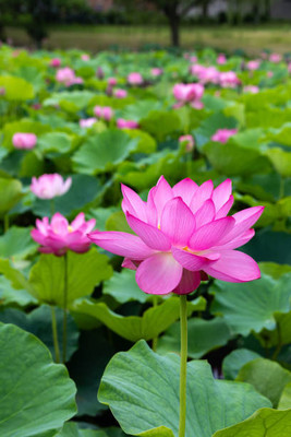 BMSSSLS lotus,kamal gatta Seed(11 per packet)