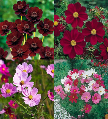 ibains Cosmos flower seeds different colour biij 39 Seed(39 per packet)