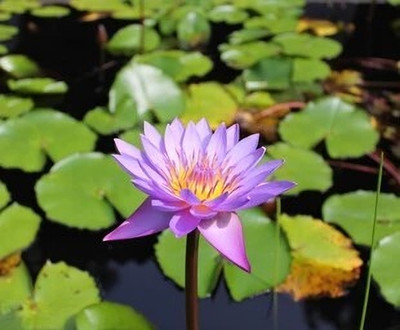 DEYS AGRO ™ japanese bonsai lotus flower seeds for home Seed(24 per packet)