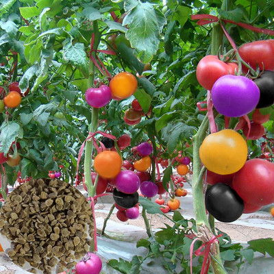 CYBEXIS Multi-Color Tomato Seeds1000 Seeds Seed(1000 per packet)