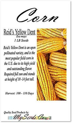 Qualtivate ICRA6-A Reid's Yellow Field Corn Seeds Seed(400 per packet)