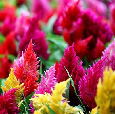 Aywal Celosia Mixed Colour F1 Hybrid Seeds Seed(100 per packet)