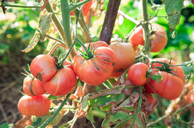 RDK tomato Seed(115 per packet)