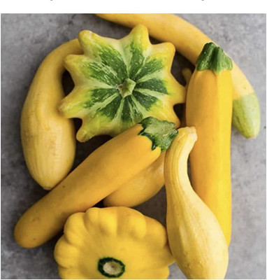 VibeX ® VXI-496 Zucchini and Squash Mix Seeds Seed(100 per packet)
