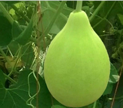 Avysa Indian Bottle gourd round Seed(80 per packet)