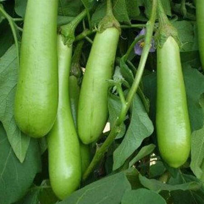 Biosnyg Extended Harvest Season Long Green Brinjal Vegetable ( Seeds) Seed(2000 per packet)