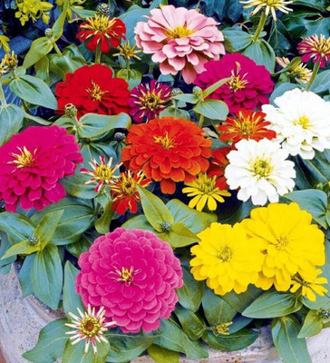 Quentova Zinnia Lilliput Mix-PALLAV-9Q Seed(50 per packet)