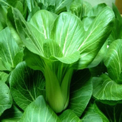 KNESSiN Pak Choy Chinese Cabbage Seed(1250 per packet)