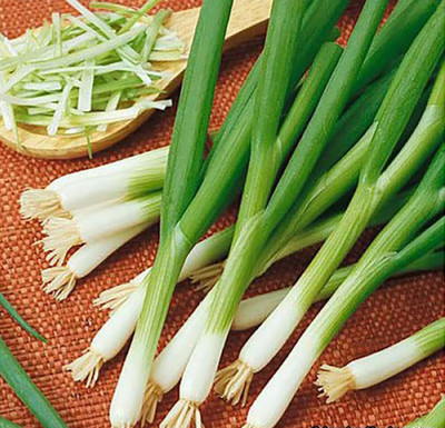 KNESSiN Easy to Grow Ishikura Long Onion Vegetable Seeds For Gardening-(1200 Seeds) Seed(1200 per packet)