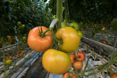 CYBEXIS HS-110 Tomato Variety2000 Seeds Seed(2000 per packet)