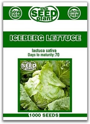 Qualtivate KXL-9AT Iceberg Lettuce Seeds Seed(300 per packet)