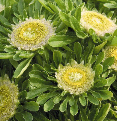 Aywal Aster Mixed Hybrid Imported Flower Seed(70 per packet)