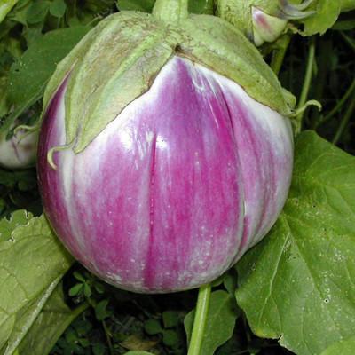 VibeX ® XXL-826 Rosa Bianca Brinjal Seeds Seed(200 per packet)