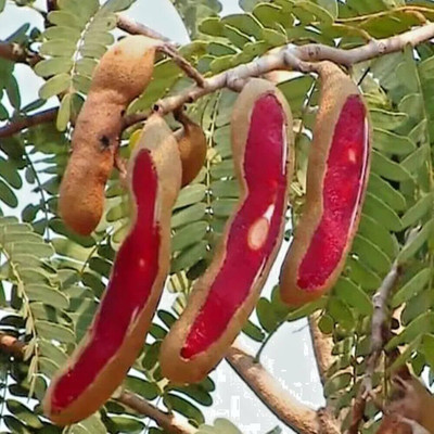 Aywal Meethi Imli ( Tamarind) Seed(5 g)