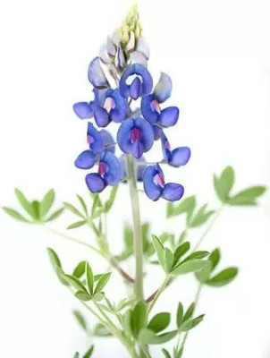 Aro Lupin Seed(38 per packet)